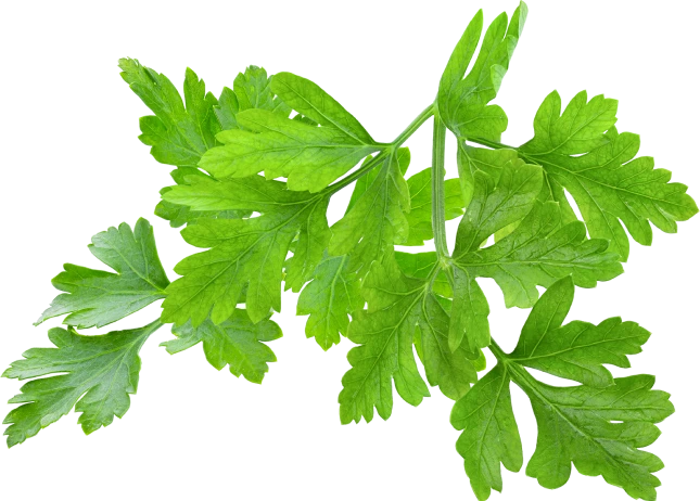 coriander Leave